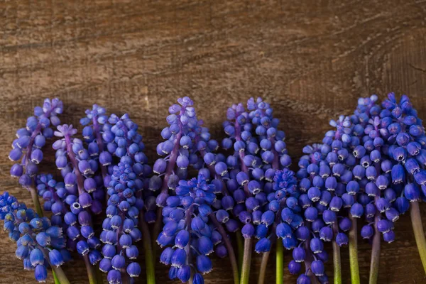 Muscari Krásné Jarní Květiny Dřevěný Povrch — Stock fotografie