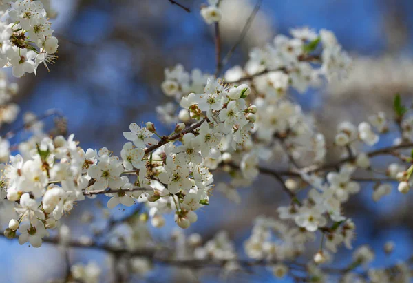春日美丽樱花的特写镜头 — 图库照片