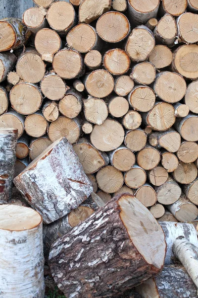 Logs Madeira Bétula Close — Fotografia de Stock