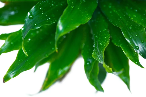 Kapky Vody Zelených Rostlin — Stock fotografie