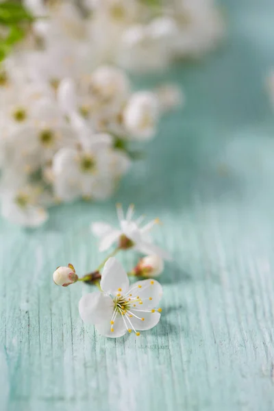 Piękne Wiosenne Kwiaty Powierzchni Drewnianych — Zdjęcie stockowe
