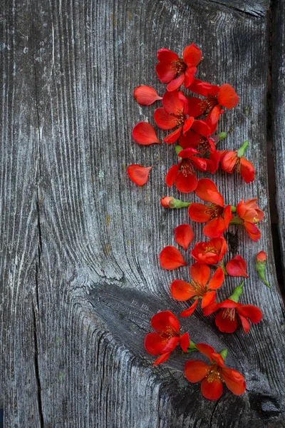 Fiori Chaenomeles Superba Rosa Signora — Foto Stock