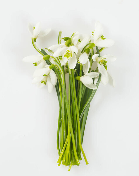 красивые подснежники изолированы на белом фоне
