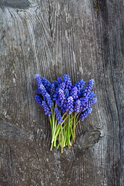 Vackra Druvor Hyacint Blommor Gamla Träytan — Stockfoto