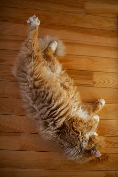 Όμορφη Χνουδωτή Κόκκινο Γάτα Ξαπλωμένη Στο Πάτωμα — Φωτογραφία Αρχείου