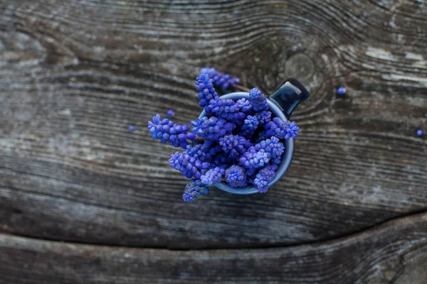 Beautiful Grape Hyacinth Flowers Old Wooden Surface — Stock Photo, Image