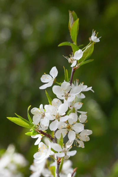 Detailní Pohled Krásné Třešňové Květy Jarní Den — Stock fotografie