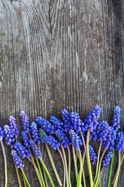 Hermosas Flores Jacinto Uva Superficie Madera Vieja —  Fotos de Stock