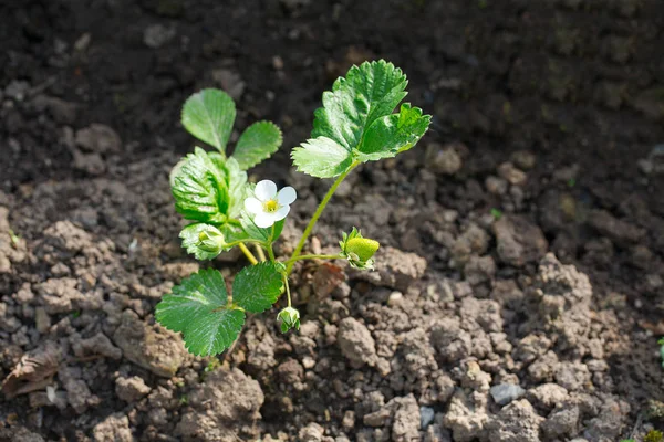 Young Strawberry Plants Growing — Stock Photo, Image