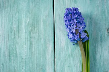 Beyaz ahşap yüzey üzerinde mor sümbül