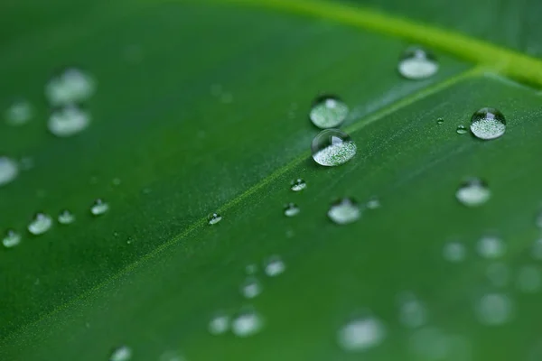 Kapky Vody Zelených Rostlin — Stock fotografie