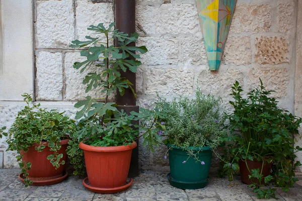 Macetas Plantas Contra Antigua Muralla Europea —  Fotos de Stock