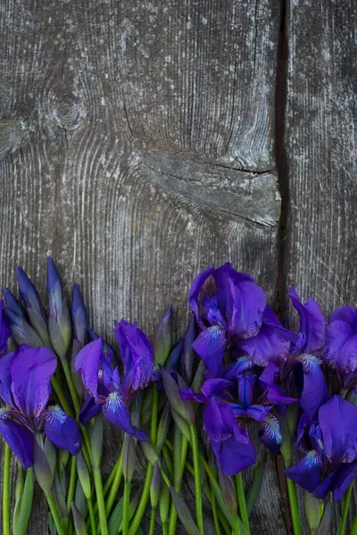 Красивые Цветы Радужки Деревянной Поверхности — стоковое фото