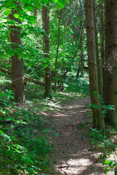 Пустой путь в зеленом лесу
