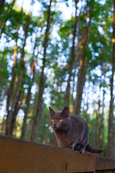 Söt Grå Katt Staket — Stockfoto