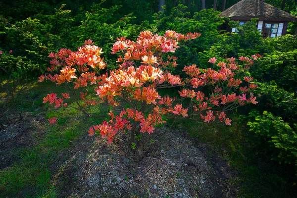 Rhododendron Pflanzen Mit Blüten — Stockfoto