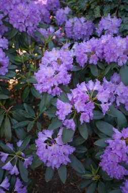 güzel mor Garden'da büyüyen