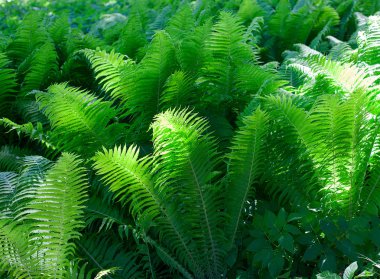 Yeşil fern yaprak arka plan