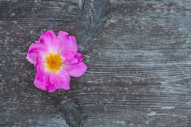 Ahşap masa üzerinde güzel pembe çiçek