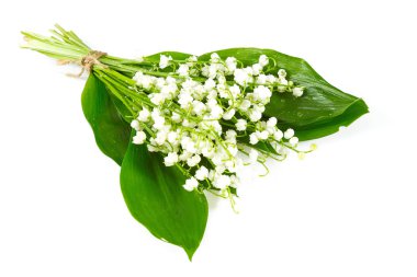 güzel lilly beyaz izole Vadisi çiçek