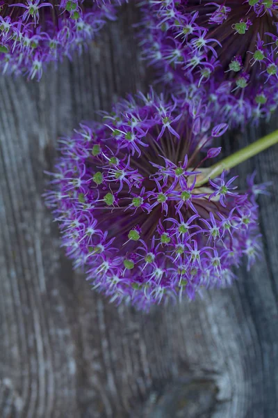 Hermosas Flores Alium Superficie Madera — Foto de Stock