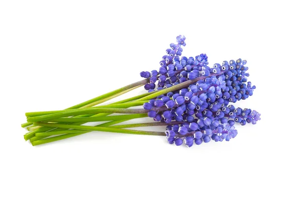 Hermosas Flores Jacinto Uva Aisladas Sobre Fondo Blanco —  Fotos de Stock