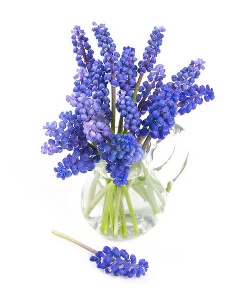 Vackra Druvor Hyacint Blommor Isolerad Vit Bakgrund — Stockfoto