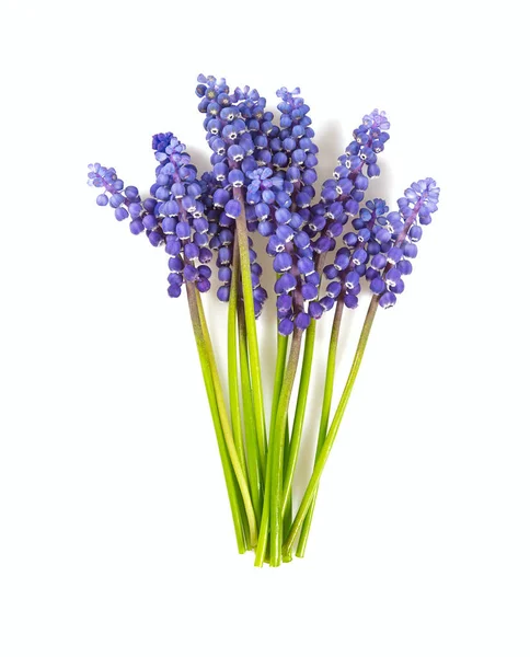 Prachtige Druif Hyacint Bloemen Geïsoleerd Witte Achtergrond — Stockfoto