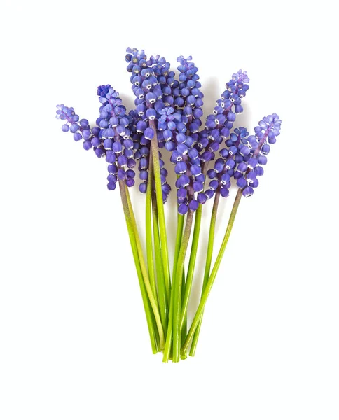 Vackra Druvor Hyacint Blommor Isolerad Vit Bakgrund — Stockfoto