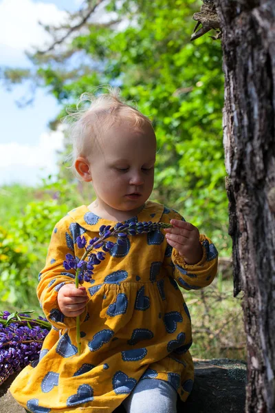 Bonito Menina Criança Com Buquê Lupins — Fotografia de Stock