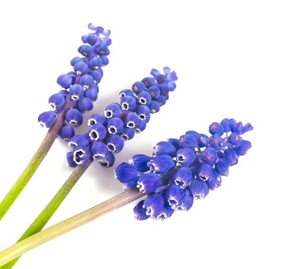 Prachtige Druif Hyacint Bloemen Geïsoleerd Witte Achtergrond — Stockfoto