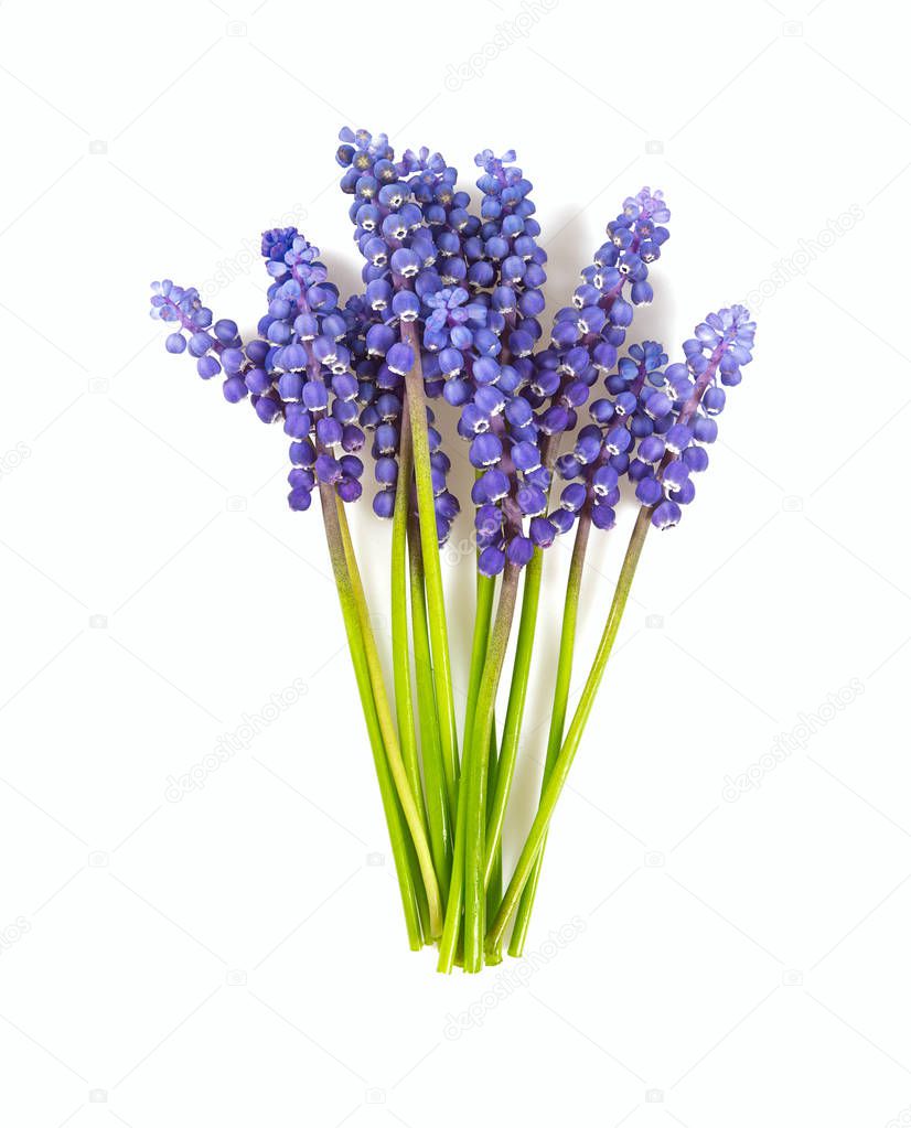 beautiful grape hyacinth flowers isolated on white background