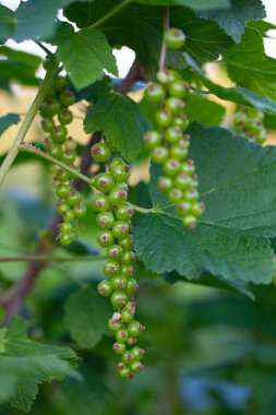 Frenküzümü fidanları olgunlaşmamış meyveleri ile