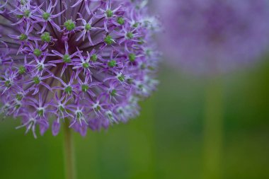 Alium çiçekler açık havada büyüyen