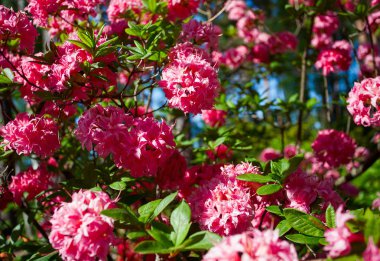 güzel çiçek açan ormangülü bitki pembe çiçekli