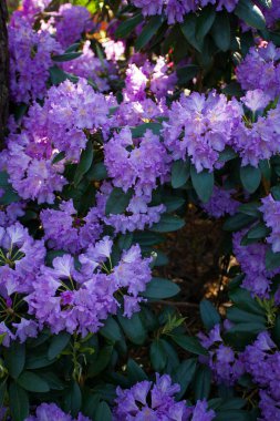 güzel mor Garden'da büyüyen