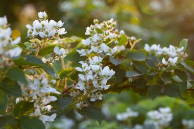 Çiçekli böğürtlen çalısı