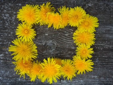 güzel sarı dandelions rustik ahşap yüzey üzerinde