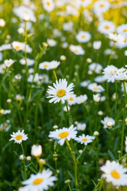 çiçek papatya çiçek güzel alan