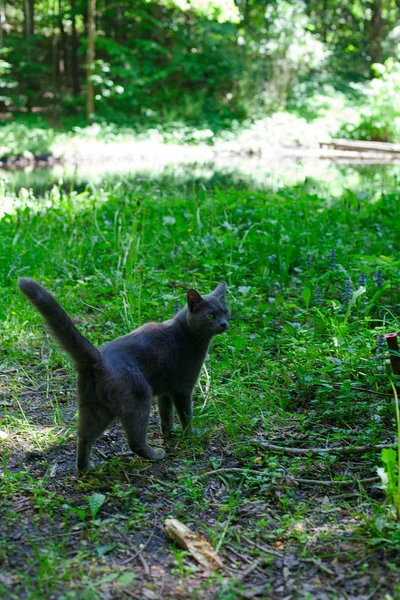 Ormanda Şirin Gri Kedi — Stok fotoğraf