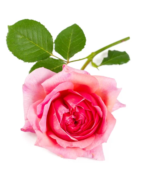 Beautiful Pink Rose Flower Isolated White — Stock Photo, Image