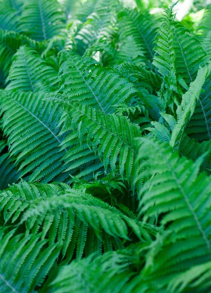 Groene Fern Blad Achtergrond — Stockfoto