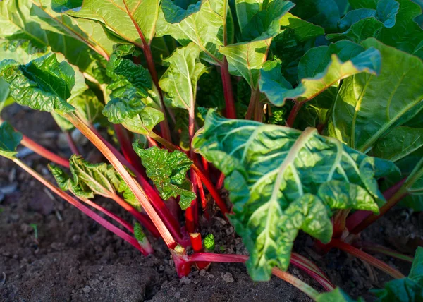 Rhubarb Growing Evening Light — Stock Photo, Image