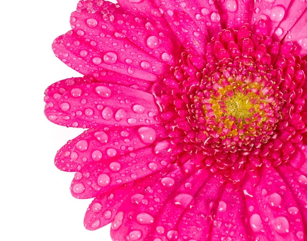 Vista Ravvicinata Del Fiore Gerbera Rosa Isolato Sul Bianco — Foto Stock