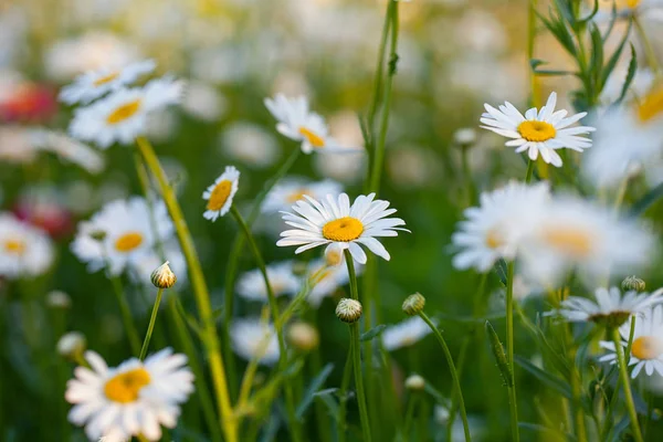 Mooi Gebied Van Bloeiende Madeliefjebloemen — Stockfoto