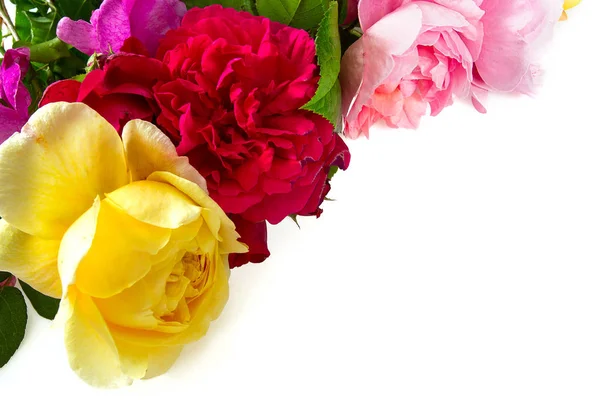 Красивые Цветные Розы Сада Белом Фоне — стоковое фото