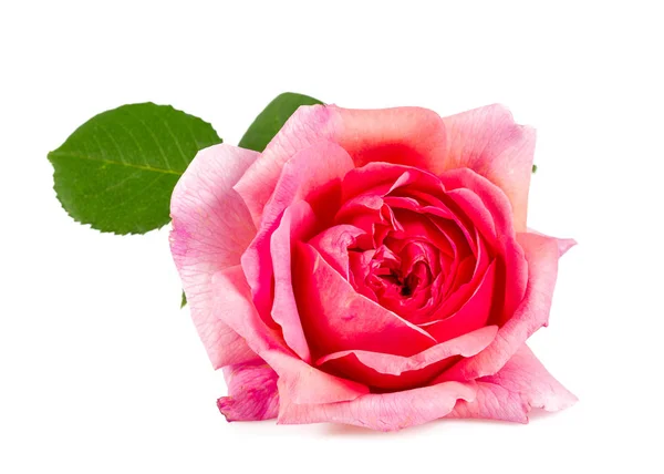 白に孤立した美しいピンクのバラの花 — ストック写真