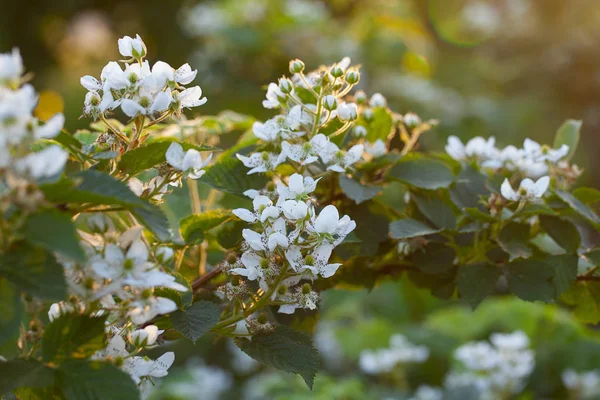 Çiçekli böğürtlen çalısı