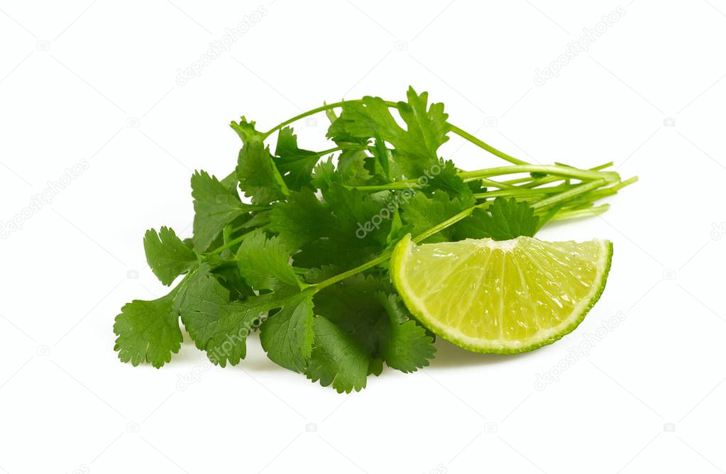 bundle of fresh green cilantro isolated on white