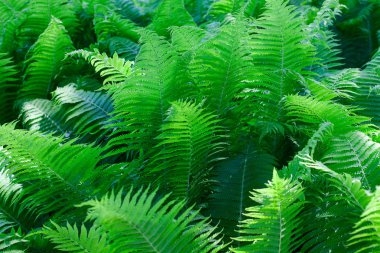Yeşil fern yaprak arka plan